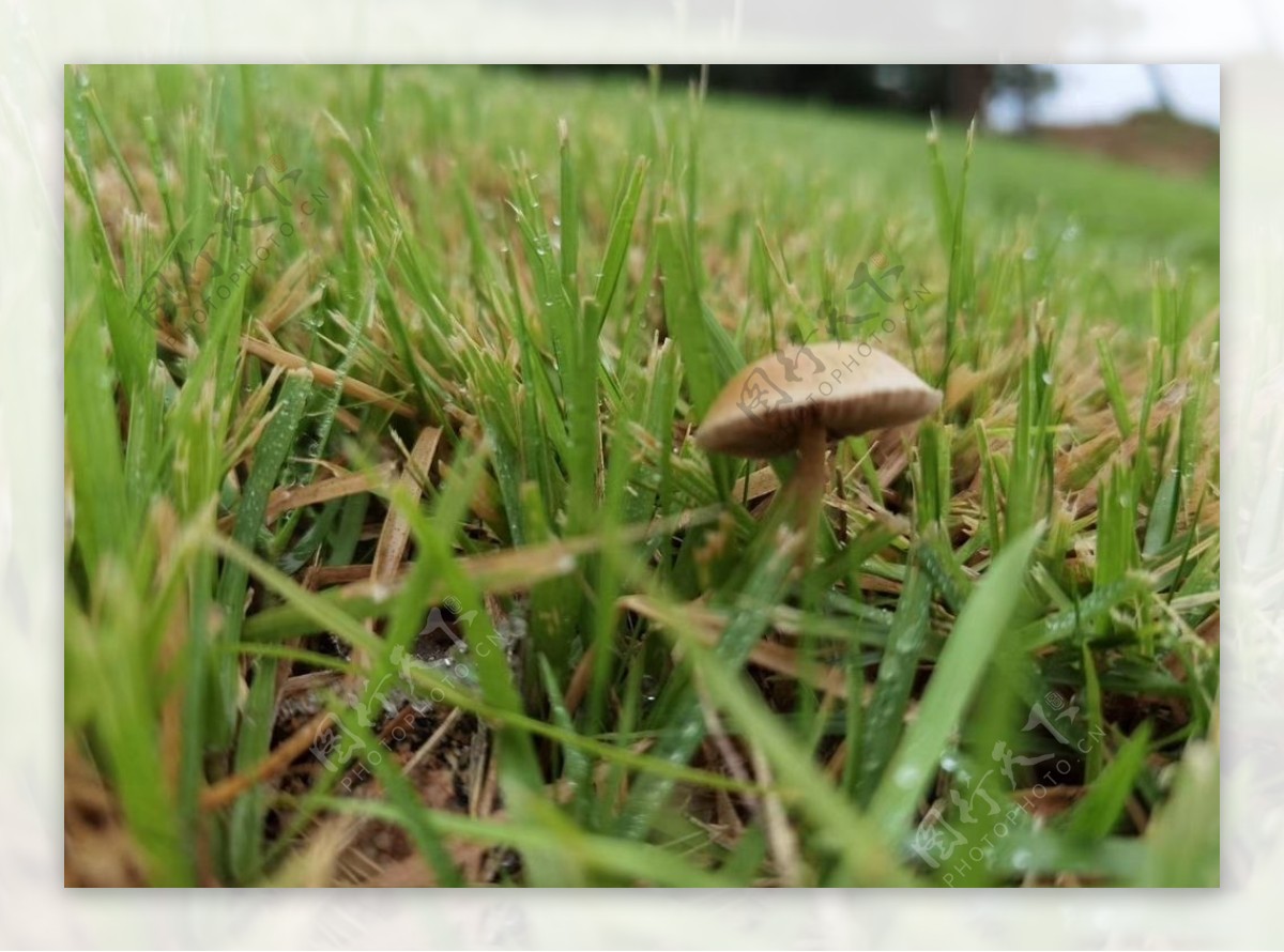 小蘑菇草丛
