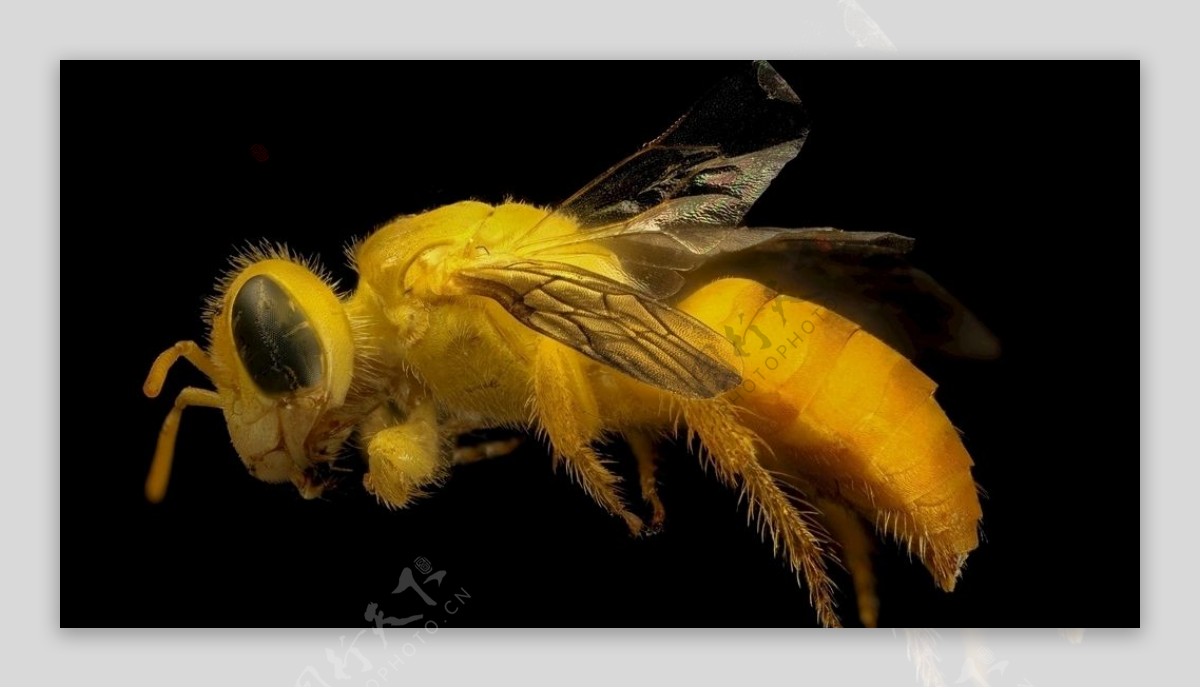 大黄蜂标本