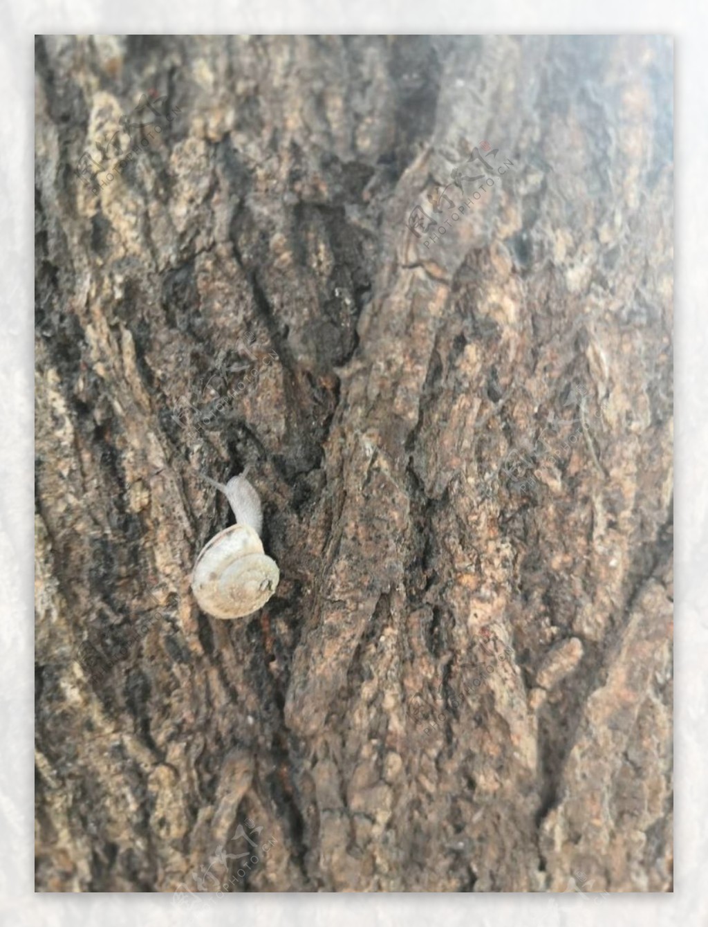 爬树的蜗牛