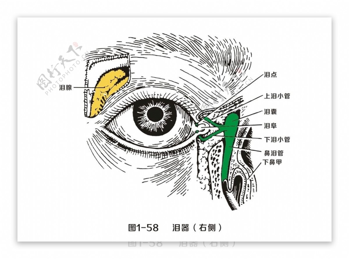 泪器