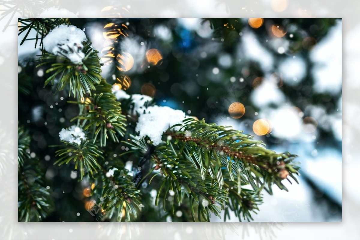 树木冬季圣诞节自然背景素材