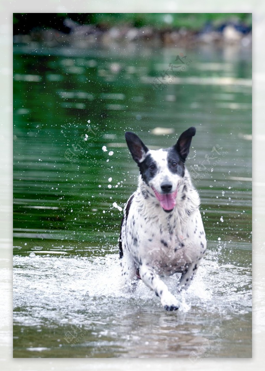 猎犬戏水