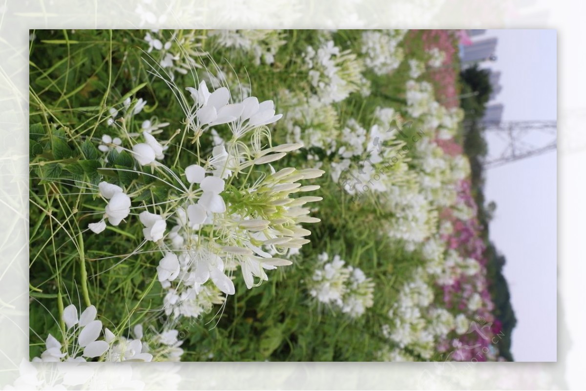 醉蝶花十月拍摄