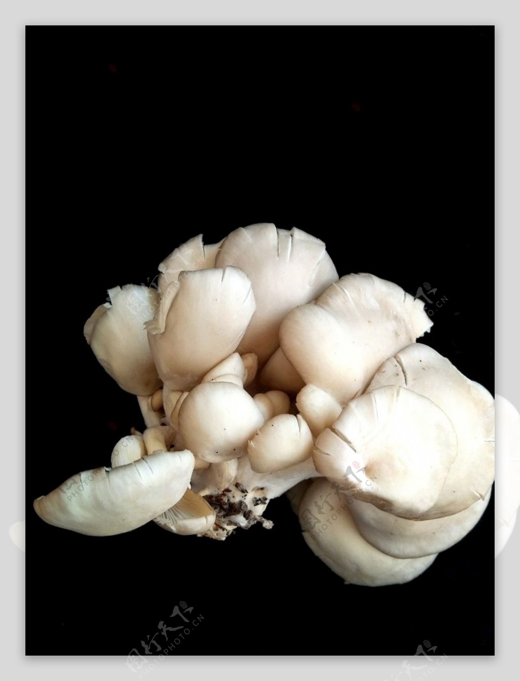 平菇蘑菇菌类火锅食材