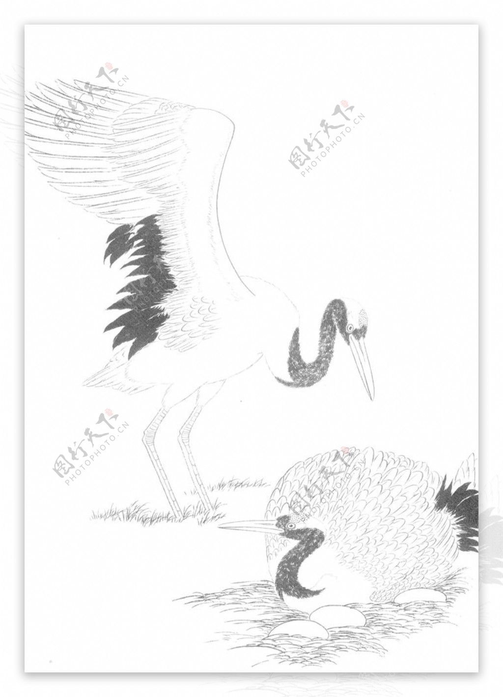 鸟雀绘画线稿图图片