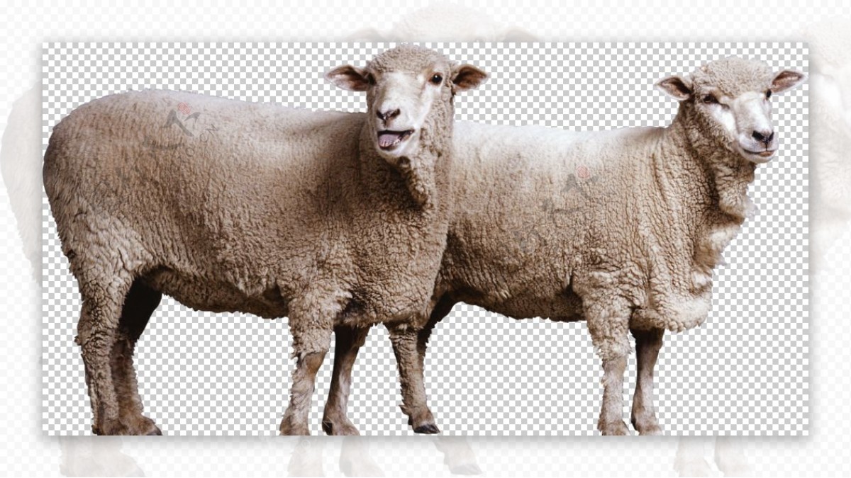 两只绵羊图案