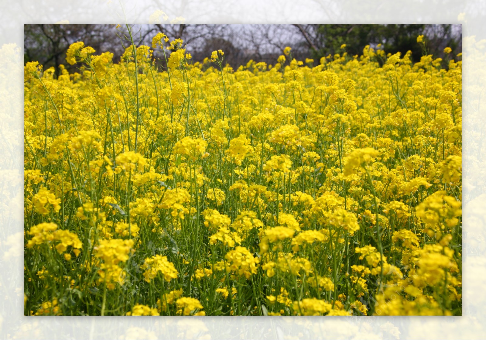 油菜花