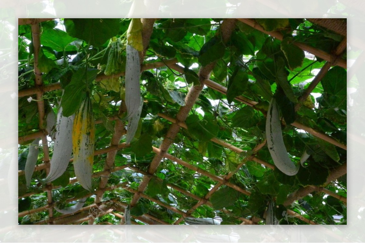 初栽培の「蛇瓜」…収穫！ | 癒し草のブログ
