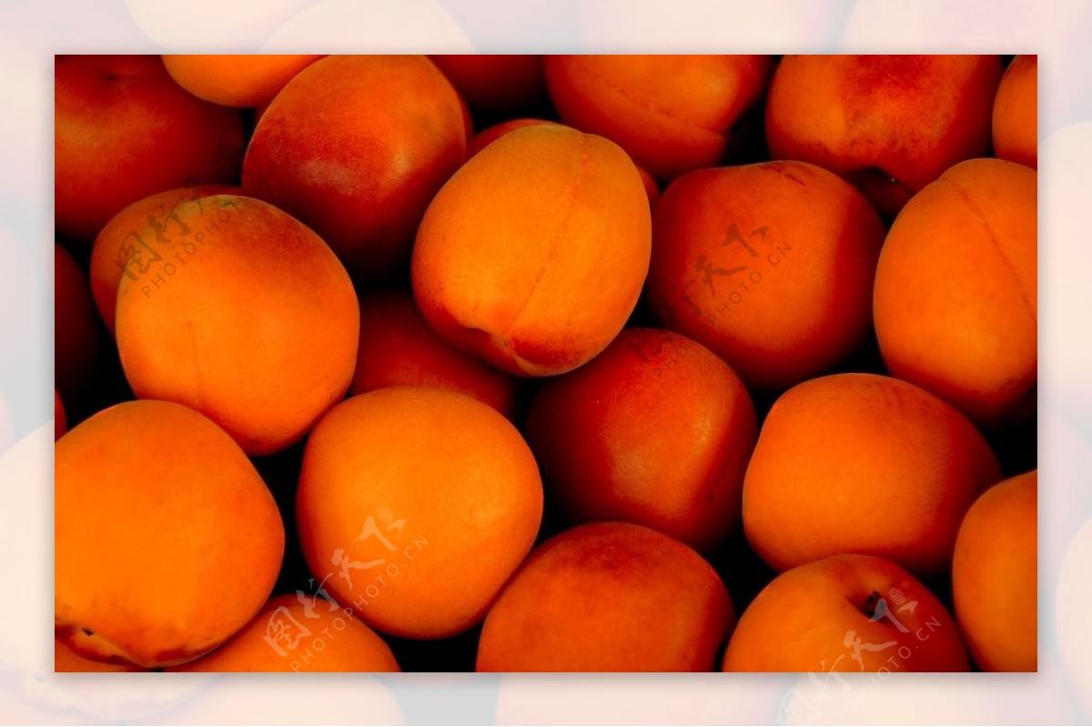 大接杏-名特食品图谱-图片