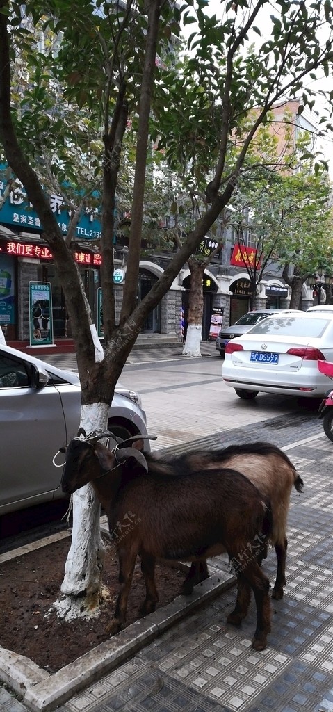 古城街道树下的绵羊
