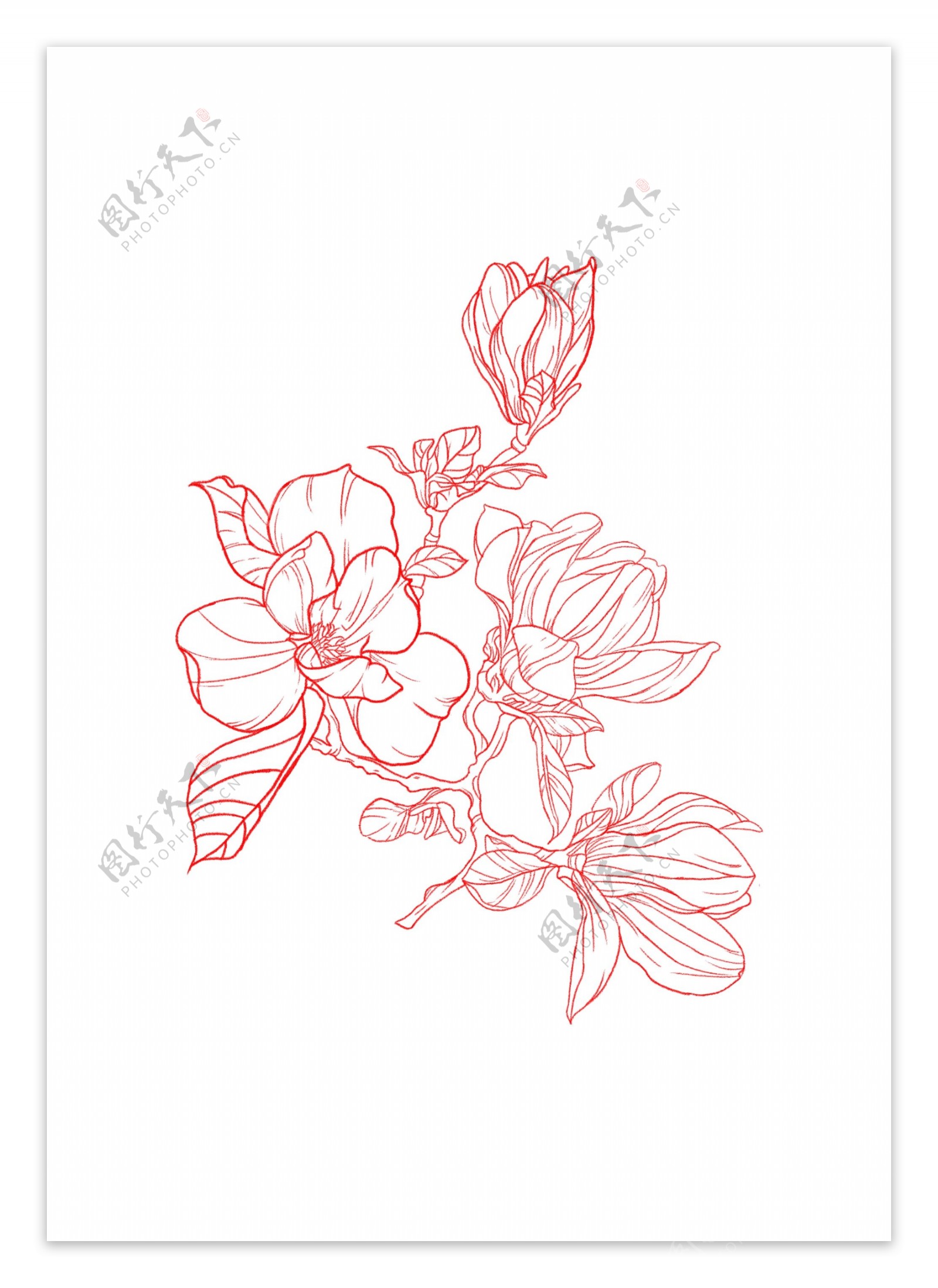 白描花卉线稿分层图片