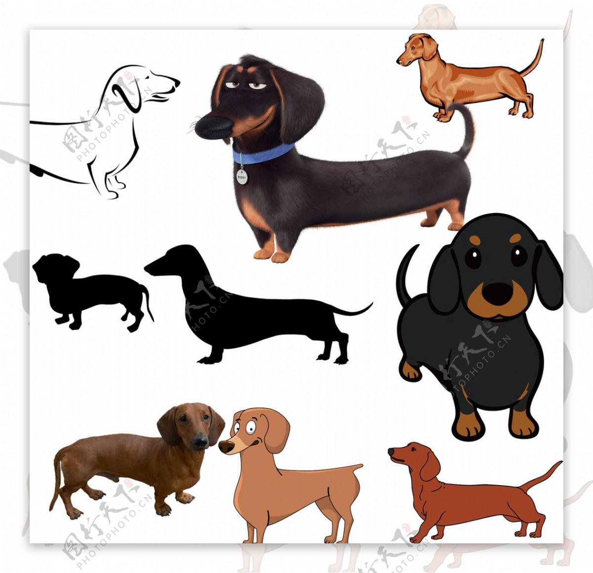 免费照片： 腊肠, 狗, 宠物, 纯种, 小, 可爱, 犬, 动物, 狗, 肖像