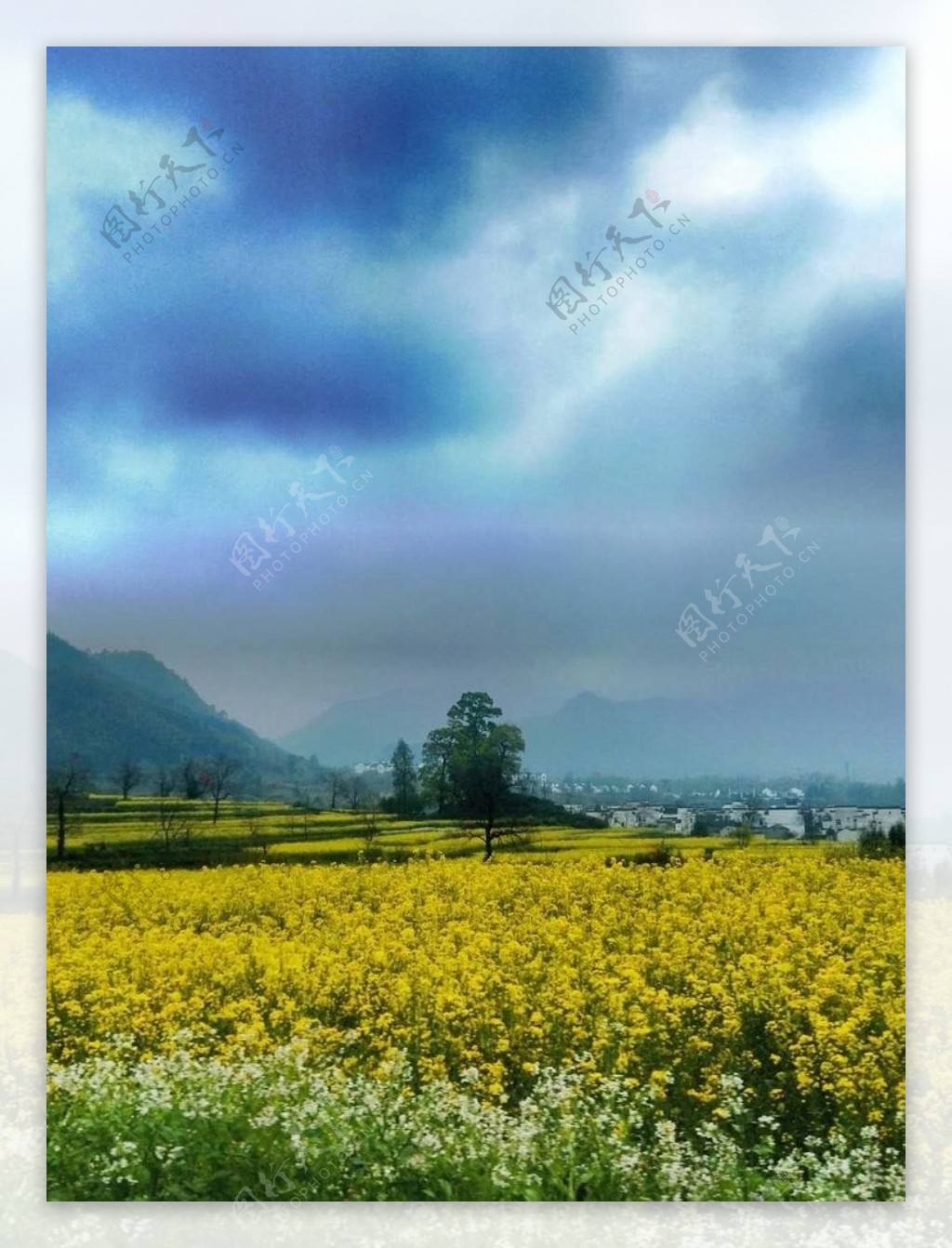 雾霭黄花图片
