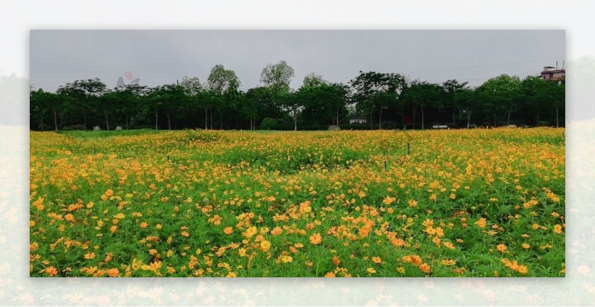 金色的菊花花海风景图片