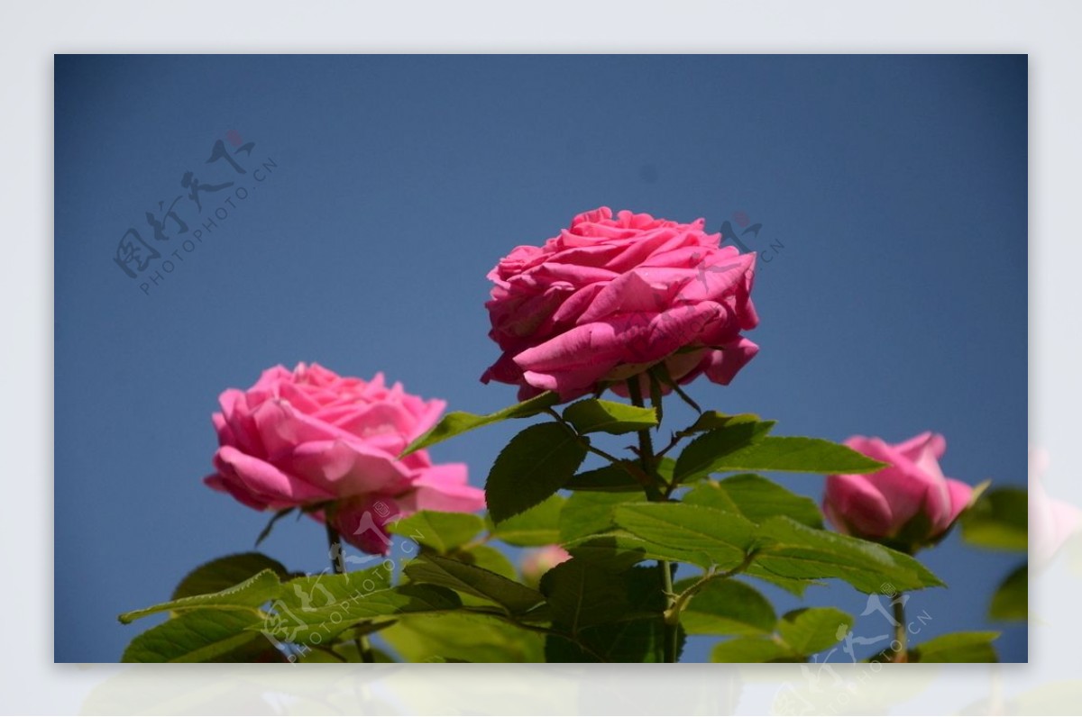 蓝天下的玫瑰图片