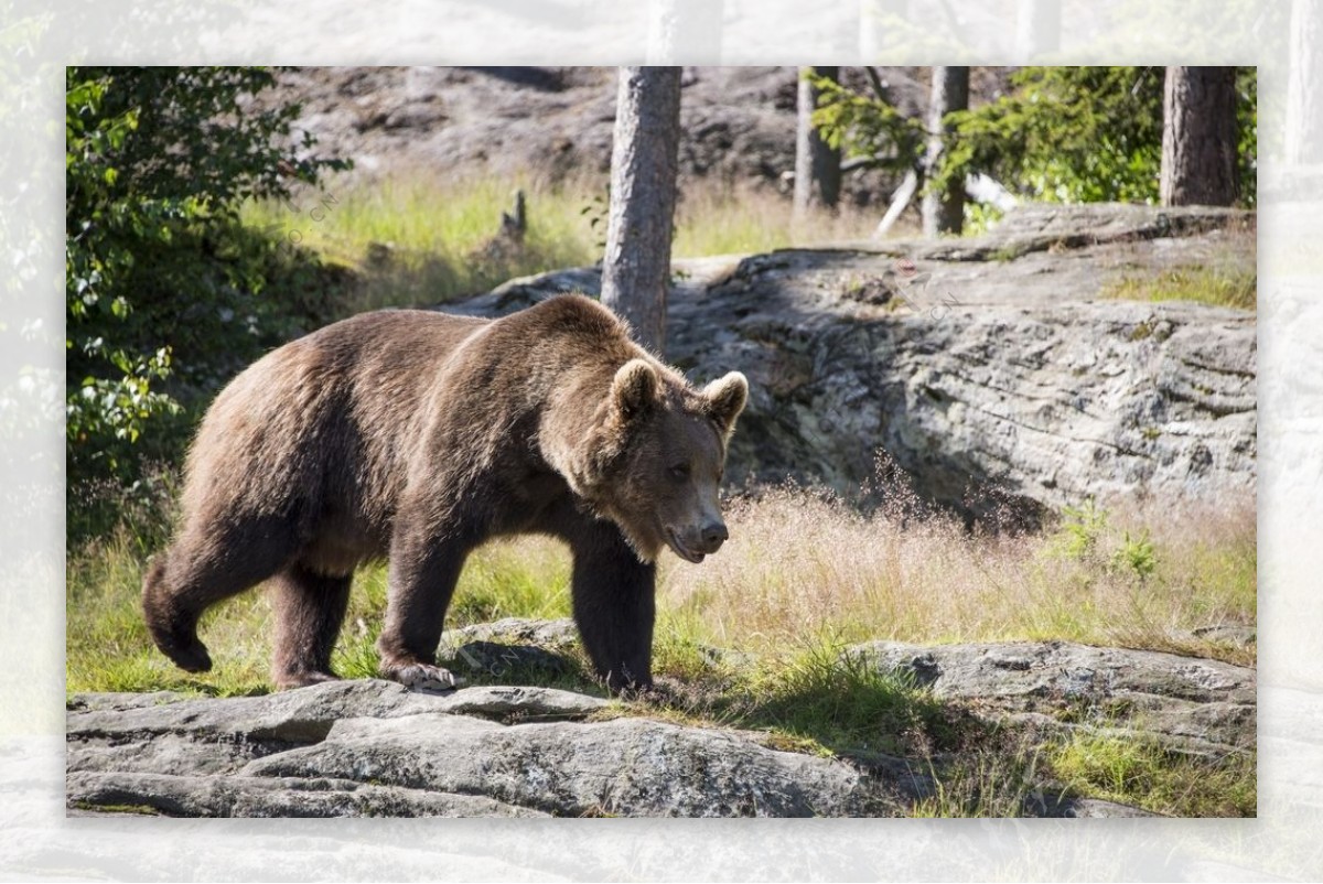 超高清晰像素 Animals -Bears大熊猫-棕熊图片