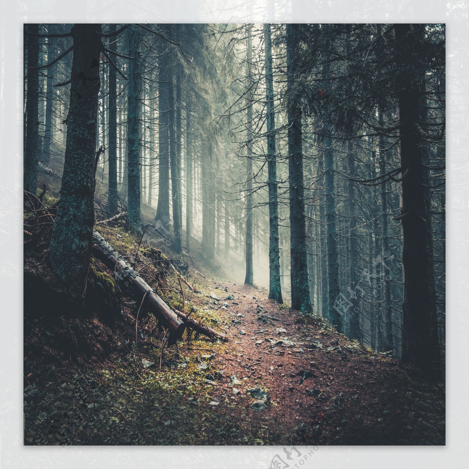 幽静森林雾中树林小径图图片