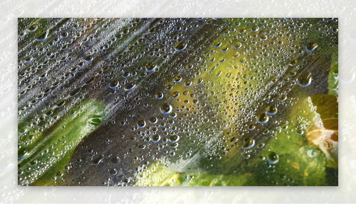 秋季地膜上的小水珠图片