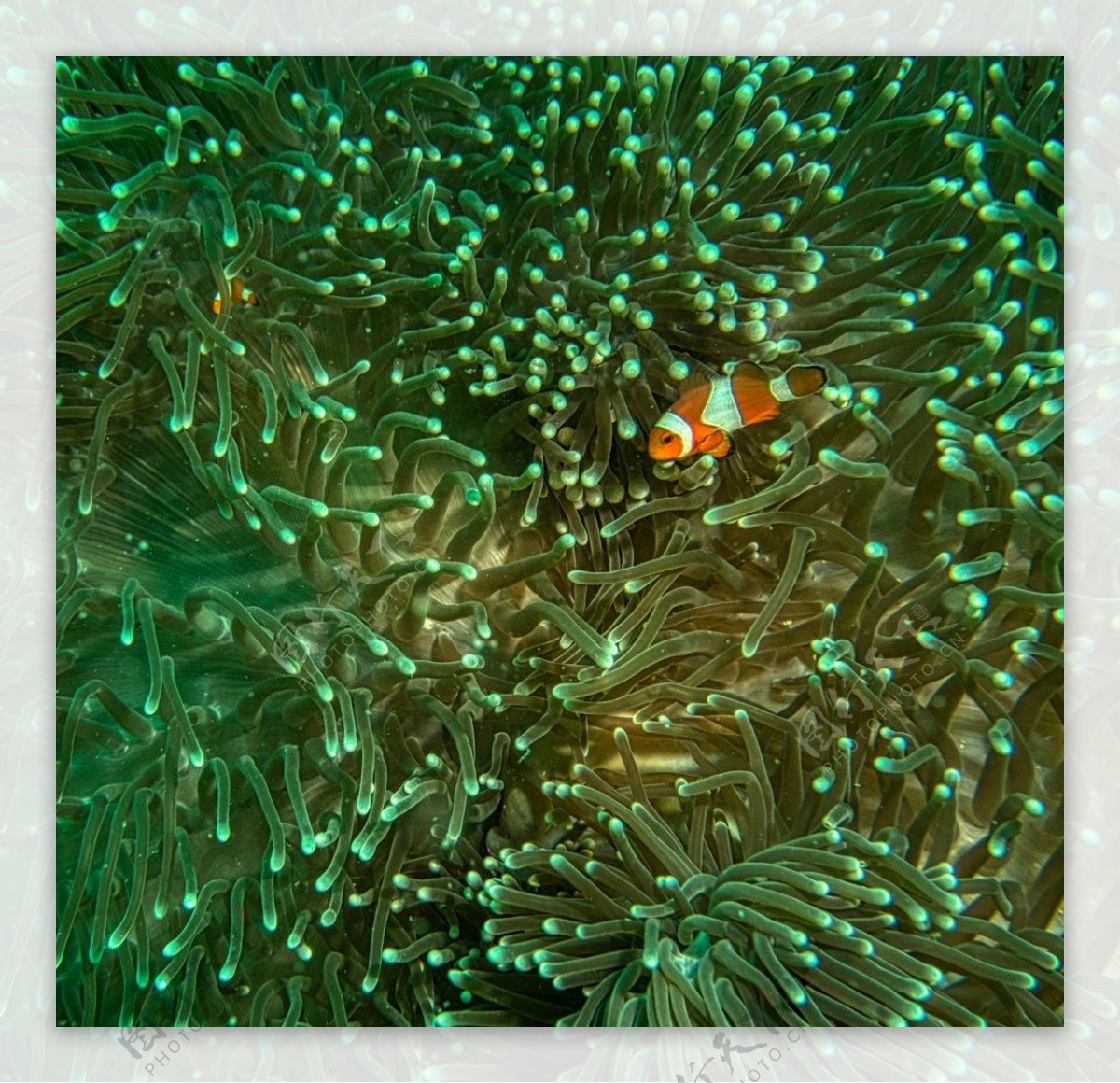 海葵图片