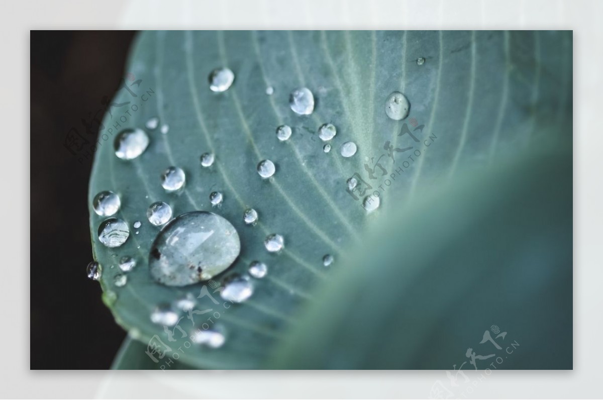 水珠水滴图片