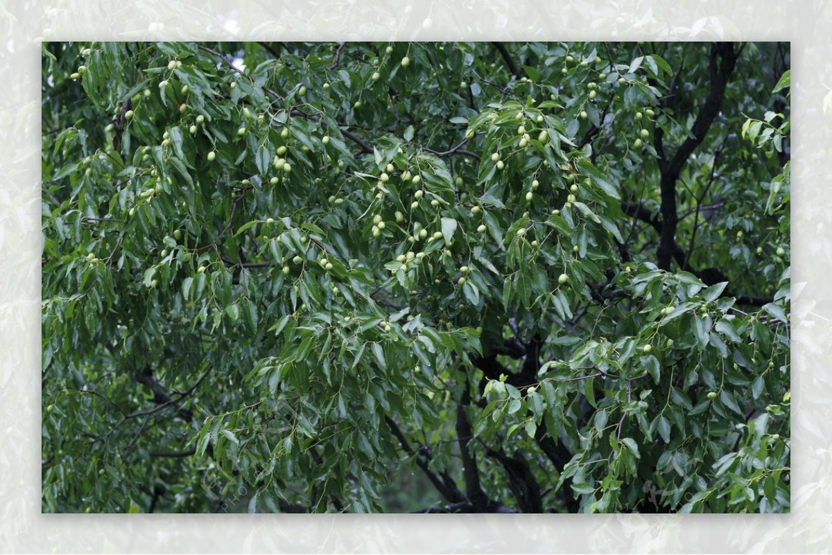 冬枣树图片