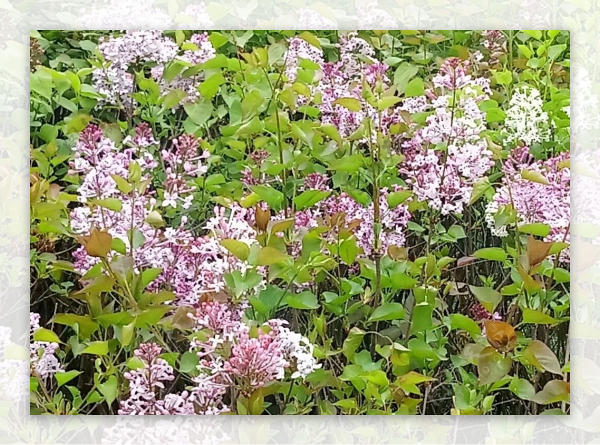 丁香百里香粉色绿化植物图片