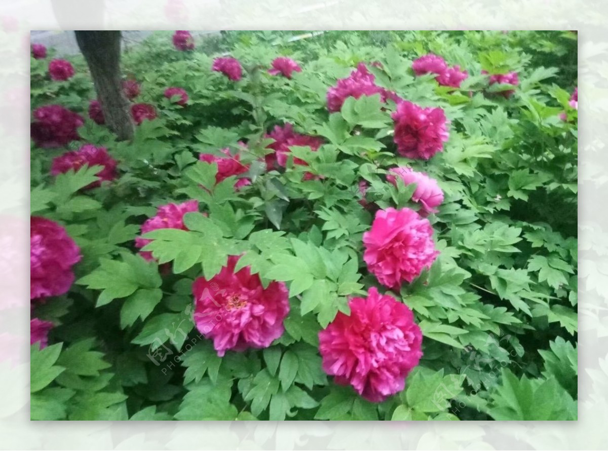 牡丹国花红色芍药园林图片
