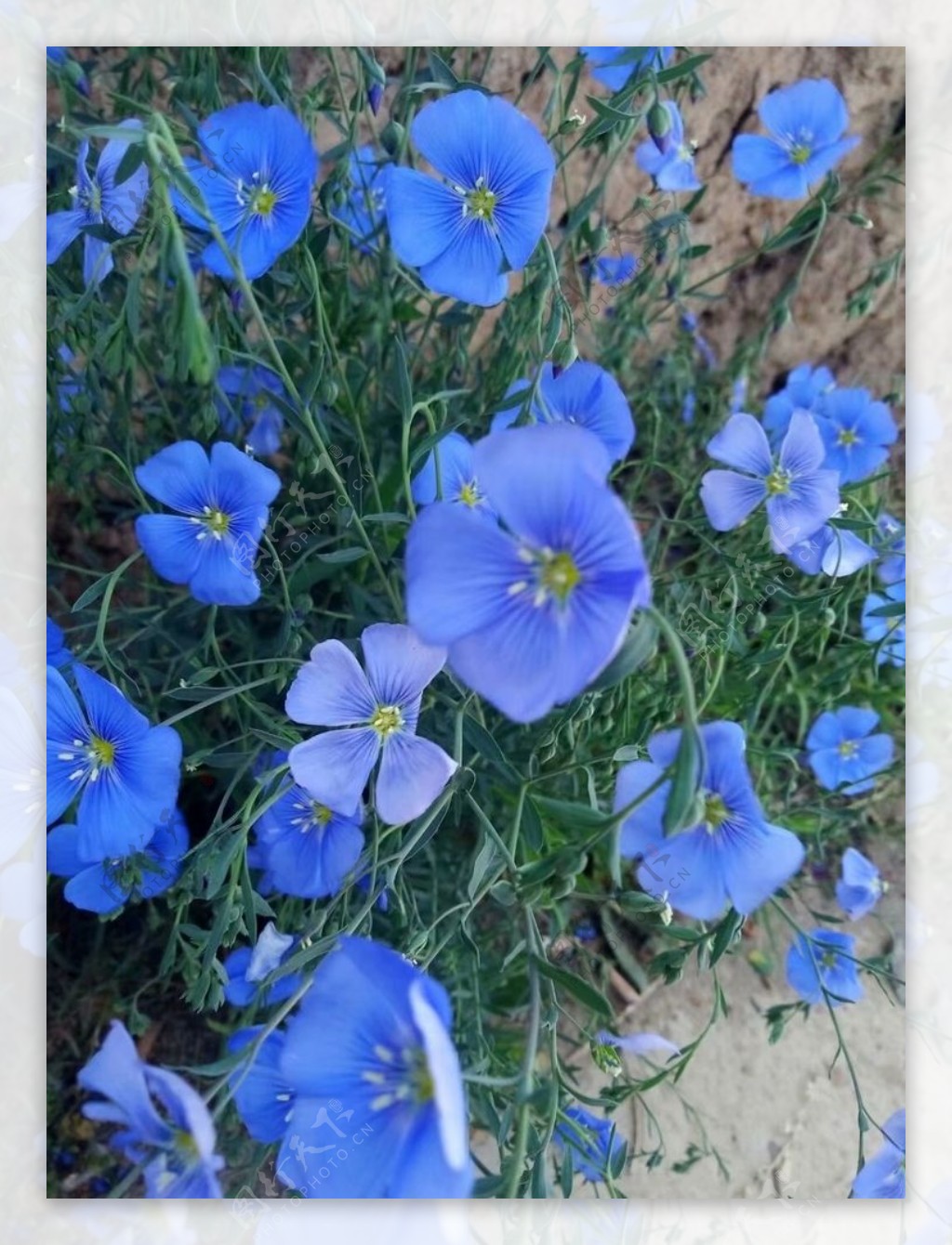 蓝色蓝花兰花绿植园林图片