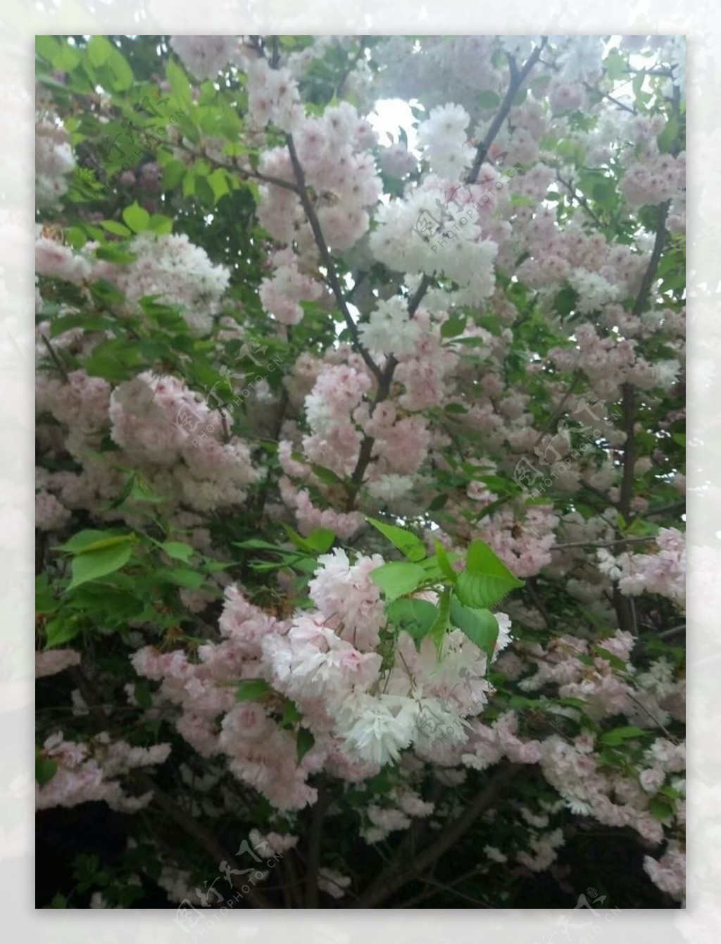 樱花粉色美景园林绿植图片