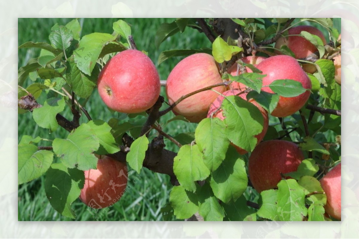 盆景苹果图片
