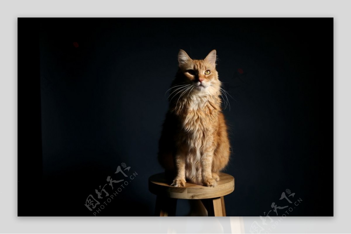 凳子上的猫图片