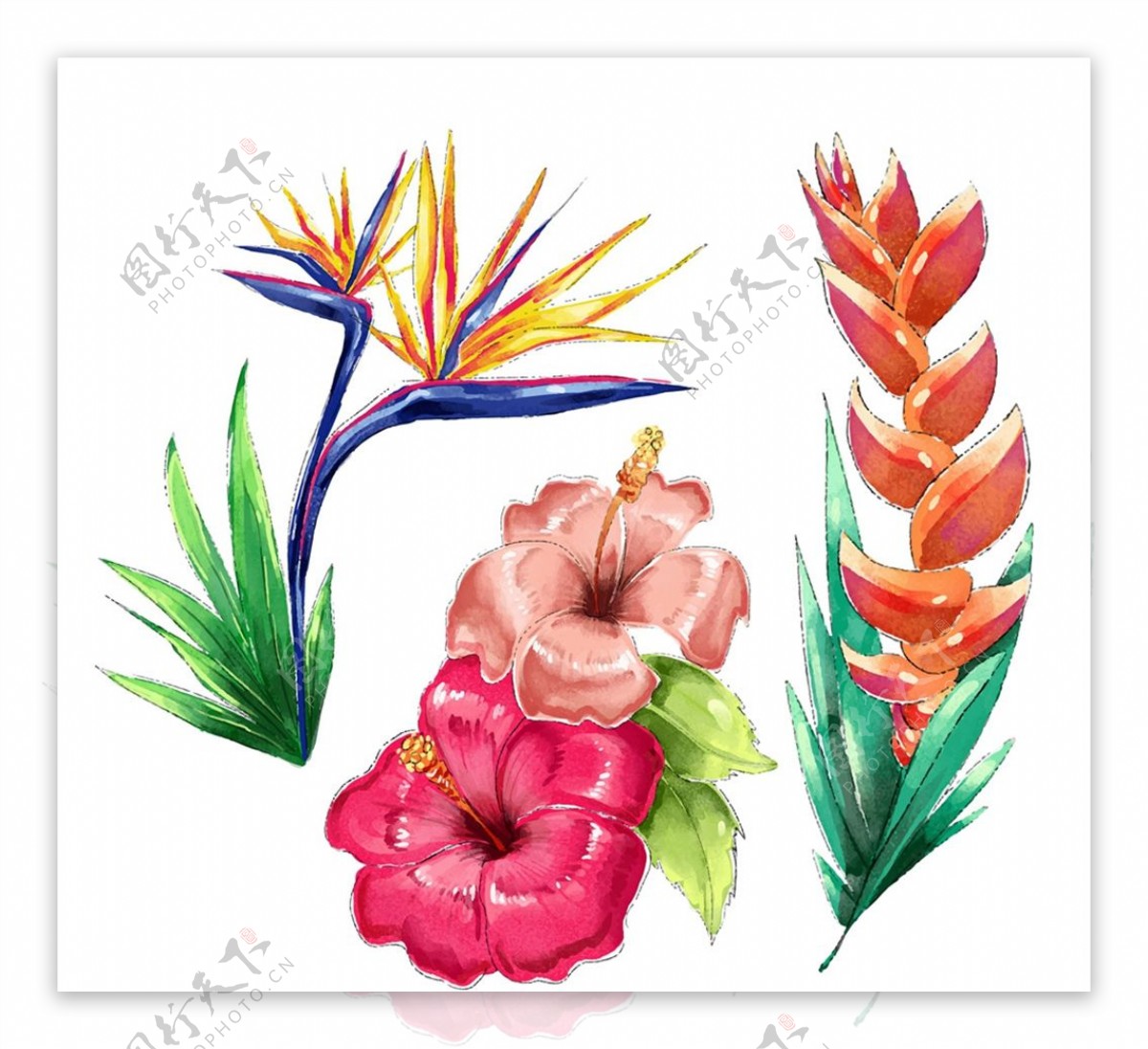 水彩绘热带花卉图片
