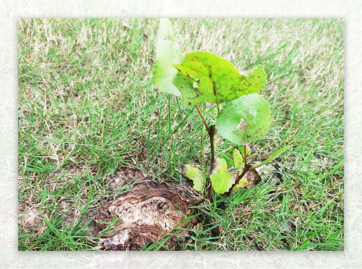 绿植绿叶植物图片