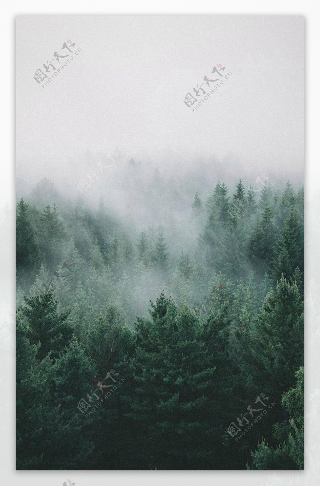 森林树木低密背景图片