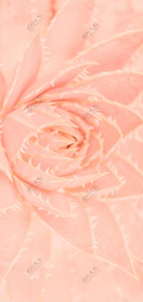 粉色的花图片