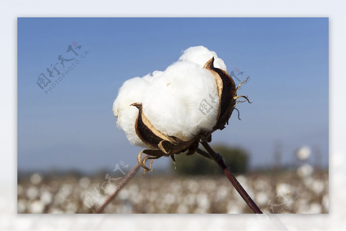 成熟的棉花朵图片