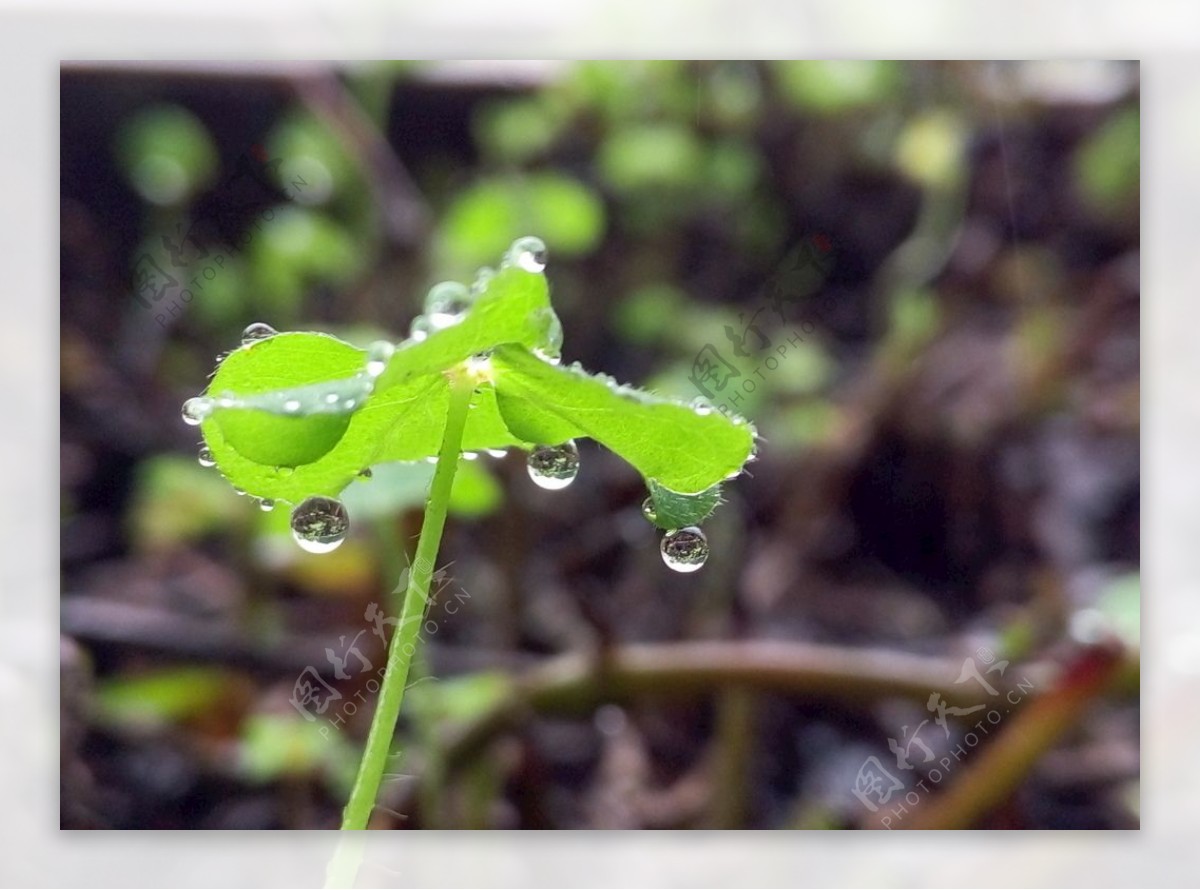 雨滴下的美好图片