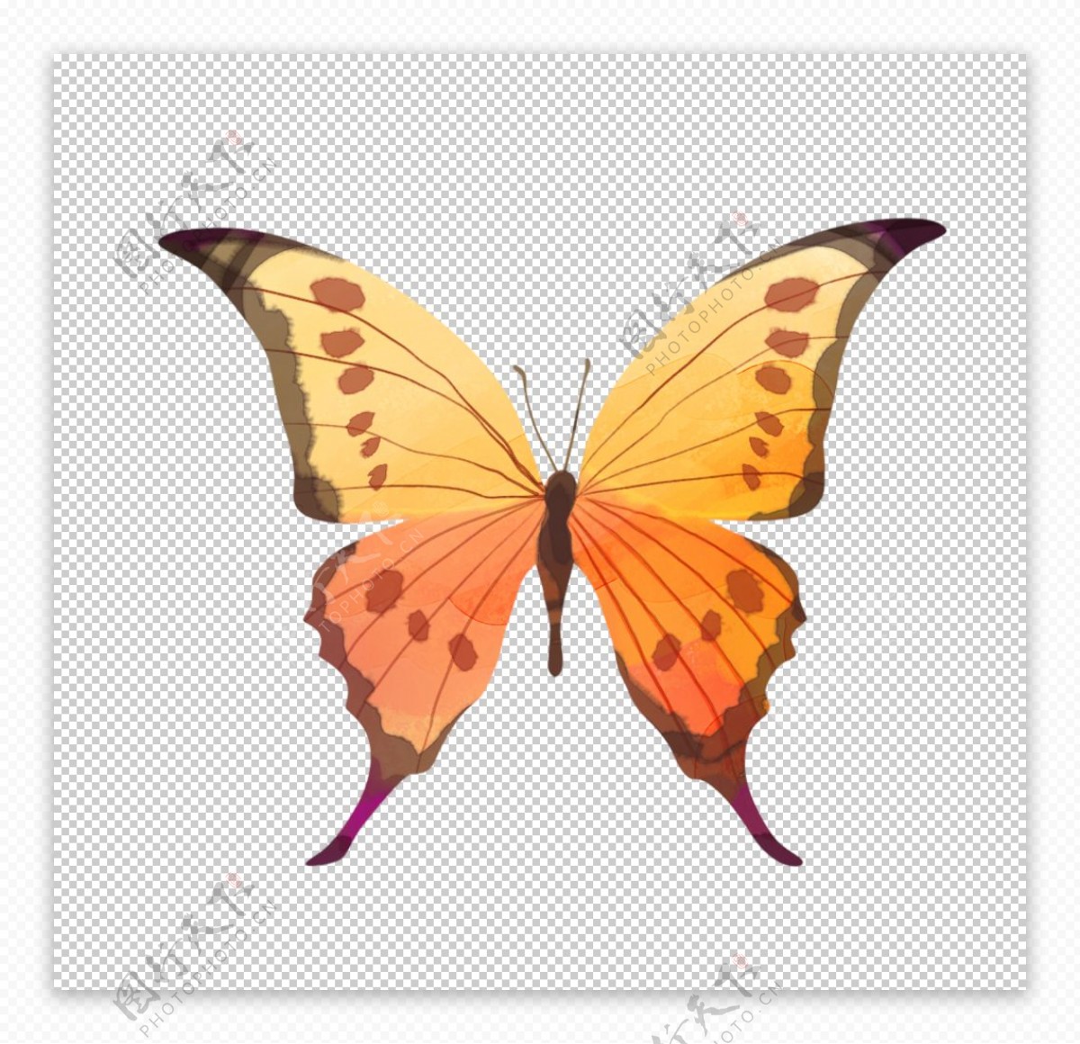 蝴蝶插画卡通海报素材图片