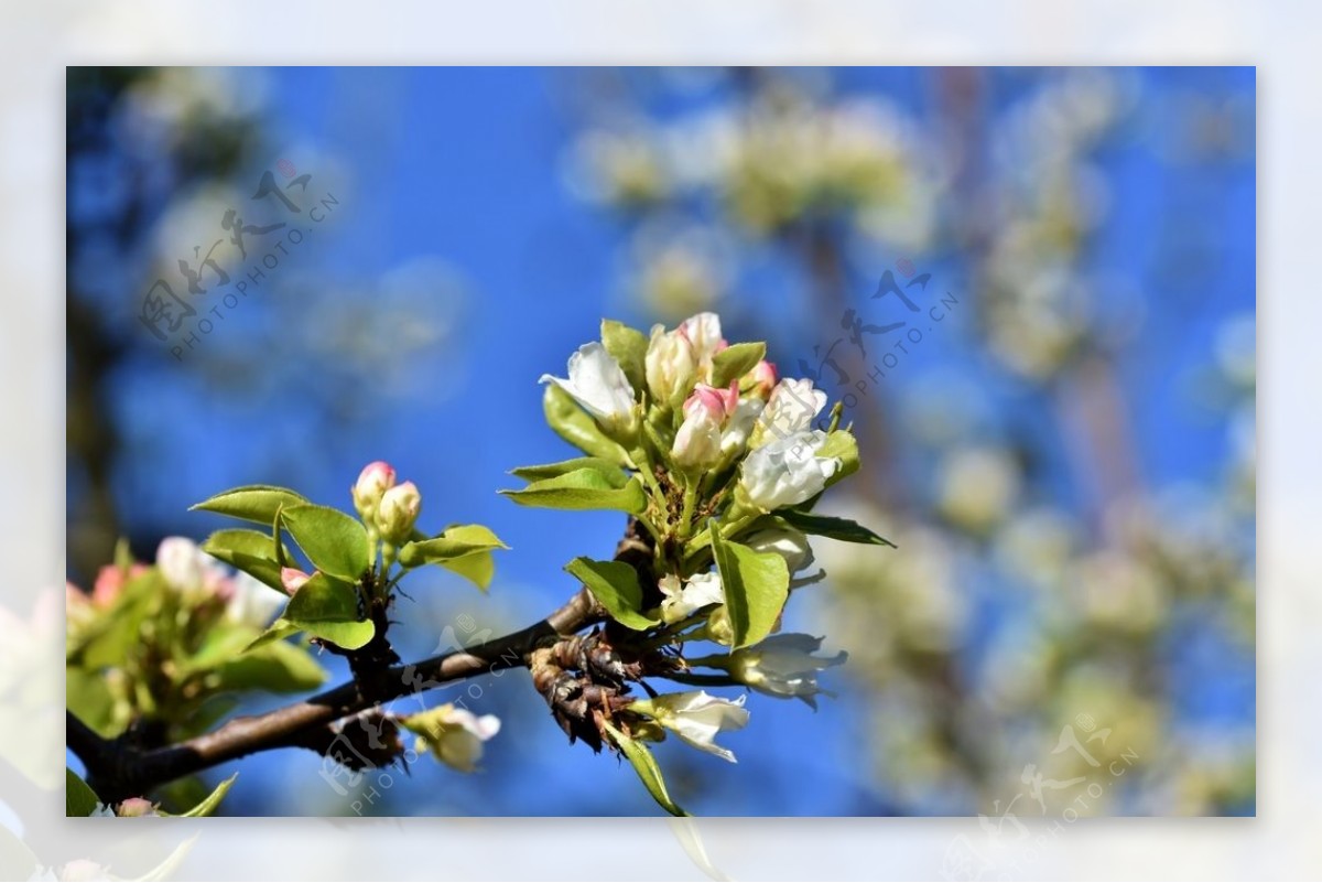 梨树花图片