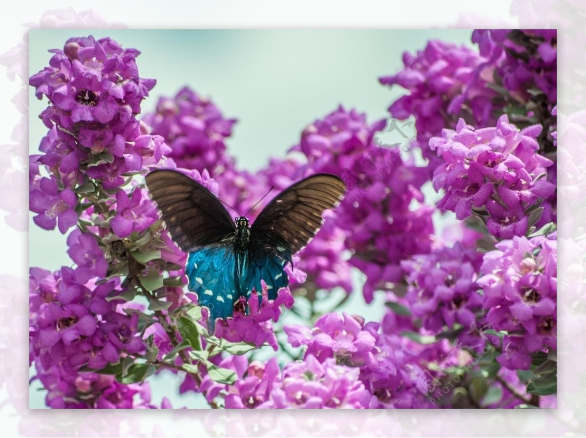 蓝紫色漂亮的鼠尾草图片