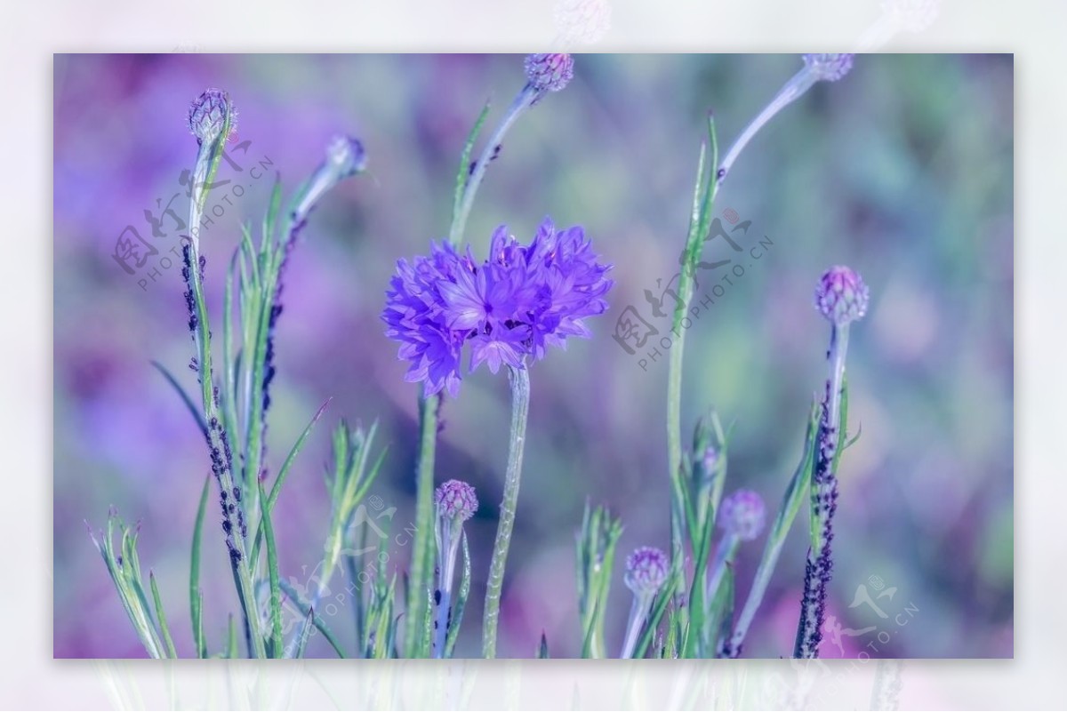 紫色矢车菊图片