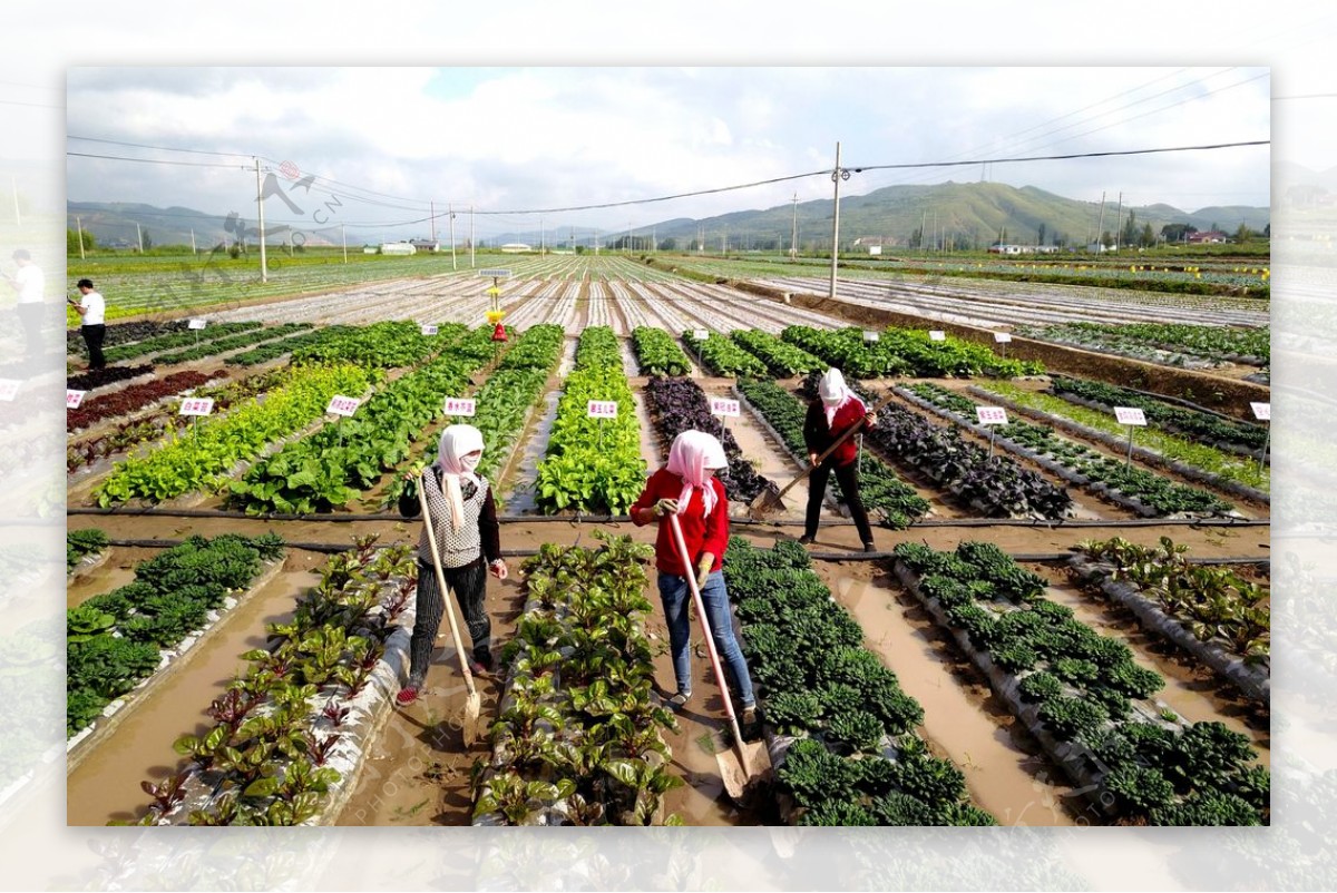 宁夏西吉县发展订单蔬菜种植图片