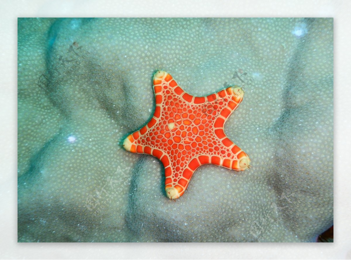 红海星图片