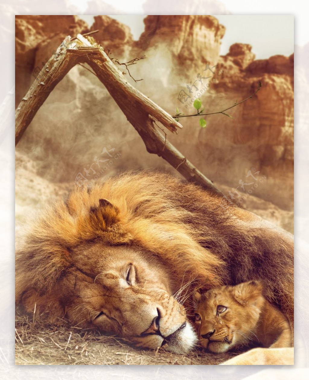 雄狮野生动物幼狮背景图片