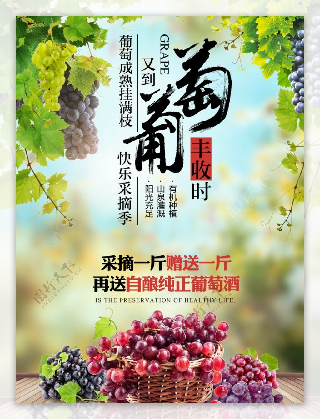 葡萄水果海报图片