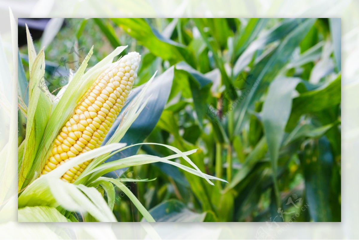玉米植物农业种植背景海报素材图片