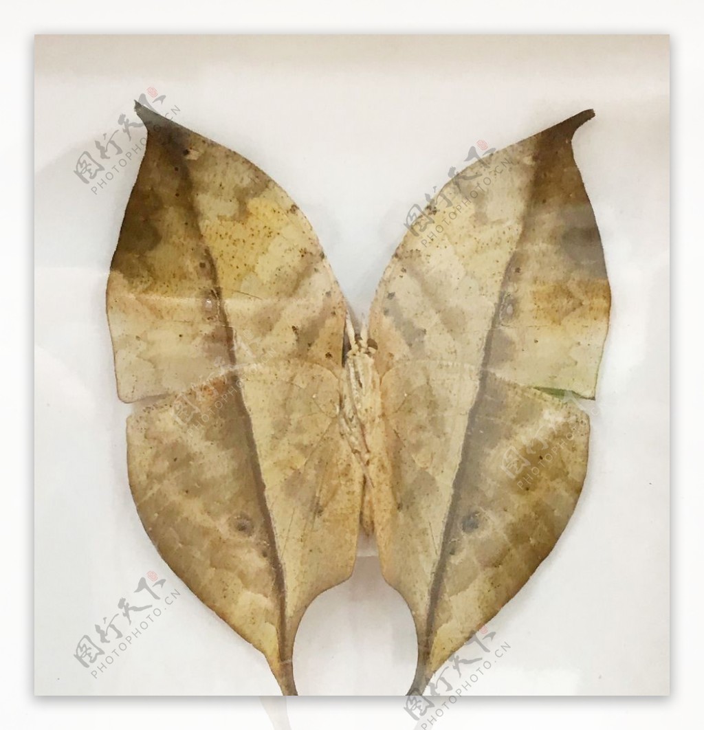 树叶蝶标本图片