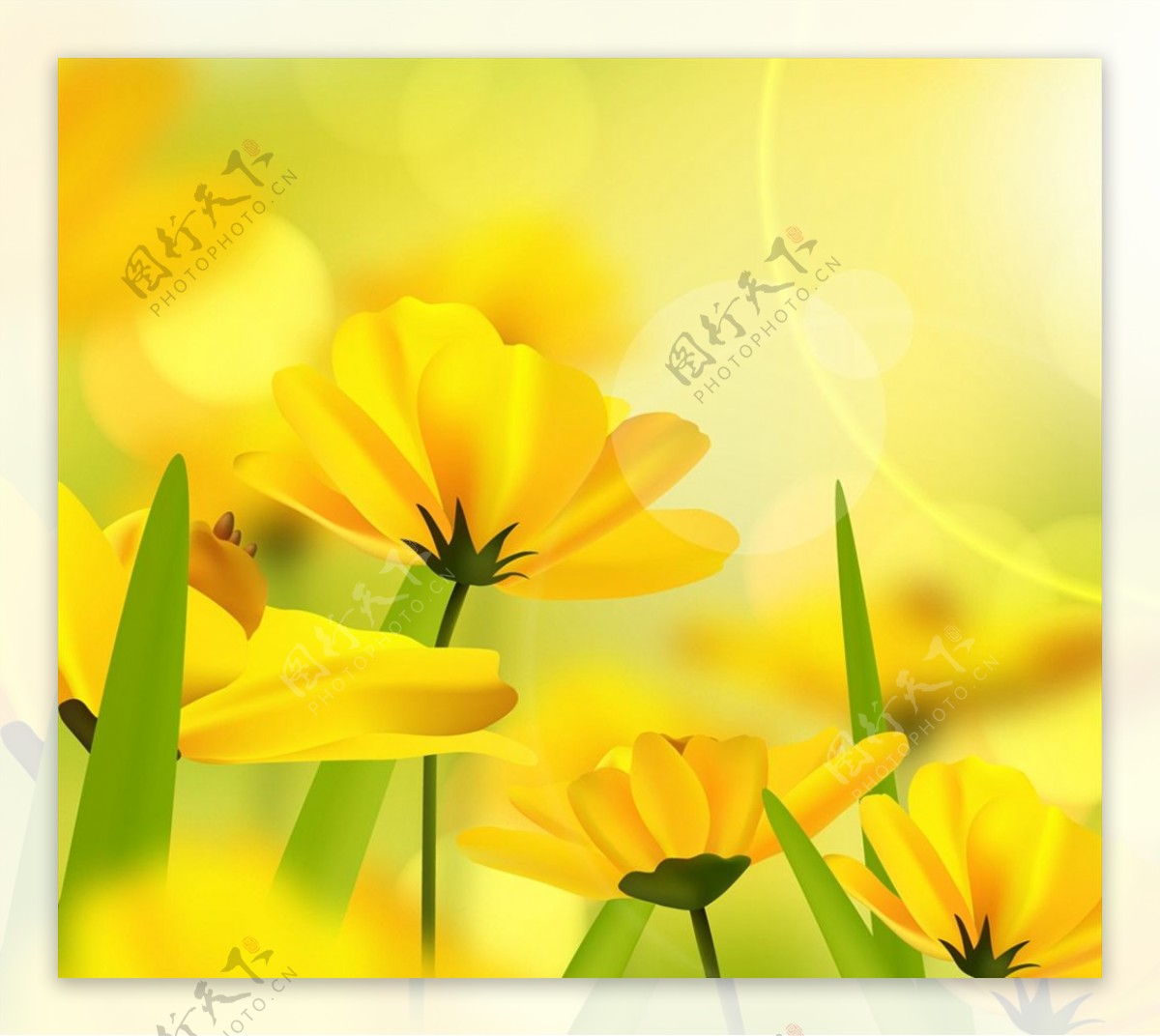 阳光下的黄色花卉图片