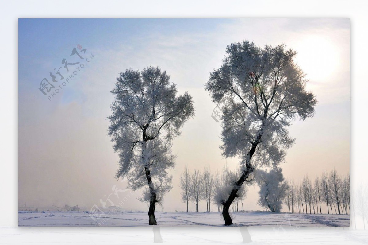 立冬树木图片