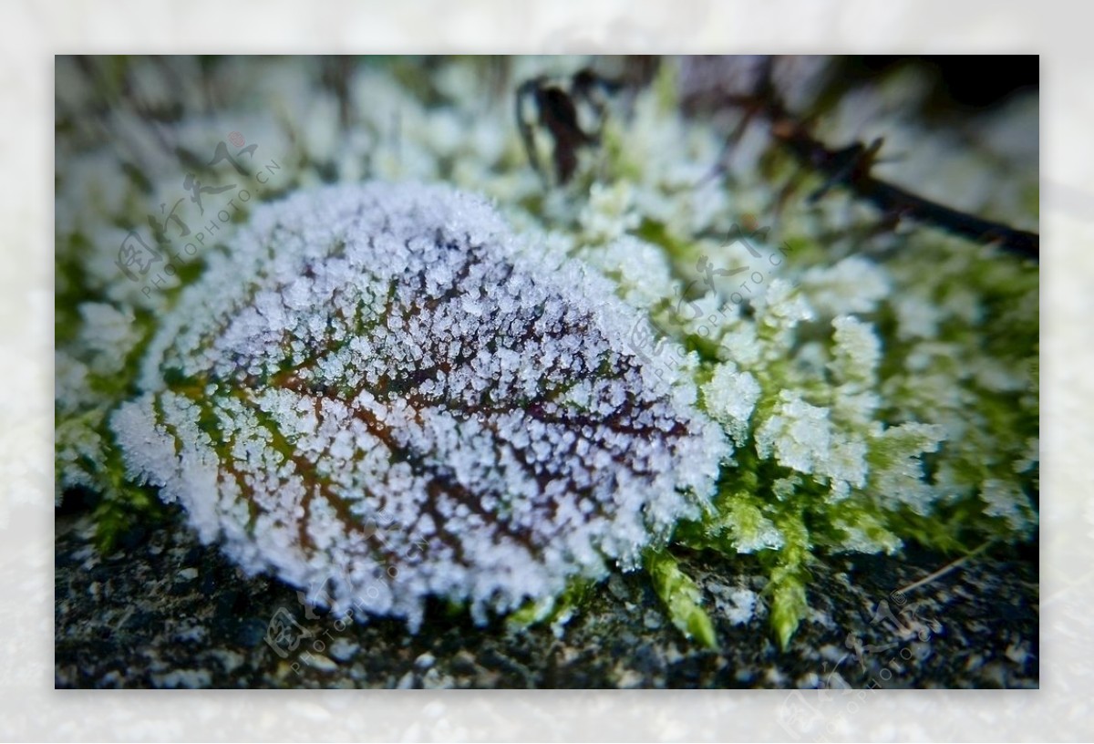 霜降植物图片